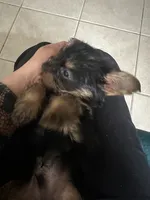 Cassian , a male Yorkshire Terrier for sale in El Mirage, AZ – 3 of 10