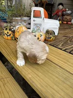 Sugar baby, a male Cocker Spaniel for sale in Glenwood, AR – 3 of 10
