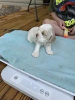 Sugar baby 3, a female Cocker Spaniel for sale in Glenwood, AR – 5 of 6