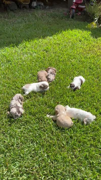 Sugar baby, a male Cocker Spaniel for sale in Glenwood, AR – 10 of 10