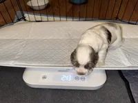 Sugar baby 2, a male Cocker Spaniel for sale in Glenwood, AR – 2 of 8