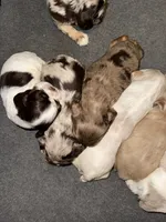 Sugar baby 4, a female Cocker Spaniel for sale in Glenwood, AR – 6 of 6