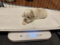 Sugar baby 3, a female Cocker Spaniel for sale in Glenwood, AR – 4 of 6