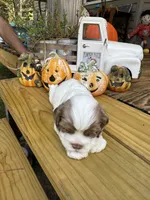 Sugar baby 2, a male Cocker Spaniel for sale in Glenwood, AR – 8 of 8