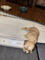 Sugar baby, a male Cocker Spaniel for sale in Glenwood, AR – 2 of 10