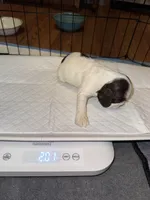 Sugar baby, a male Cocker Spaniel for sale in Glenwood, AR – 4 of 10