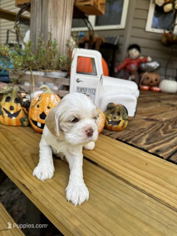 Sugar baby 3 – Cocker Spaniel puppy for sale in Glenwood, AR