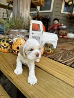 Sugar baby 3, a female Cocker Spaniel for sale in Glenwood, AR – 1 of 6