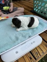 Sugar baby 4, a female Cocker Spaniel for sale in Glenwood, AR – 5 of 6