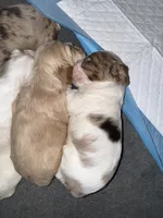 Sugar baby 2, a male Cocker Spaniel for sale in Glenwood, AR – 3 of 8