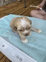 Sugar baby, a male Cocker Spaniel for sale in Glenwood, AR – 5 of 10