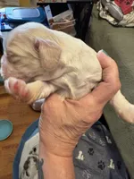 Sugar baby 3, a female Cocker Spaniel for sale in Glenwood, AR – 3 of 6