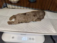Sugar baby 5, a female Cocker Spaniel for sale in Glenwood, AR – 4 of 6