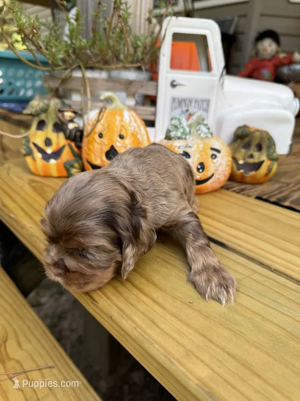 Sugar baby 5 – Cocker Spaniel puppy for sale in Glenwood, AR