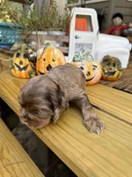 Sugar baby 5, a female Cocker Spaniel for sale in Glenwood, AR – 1 of 6