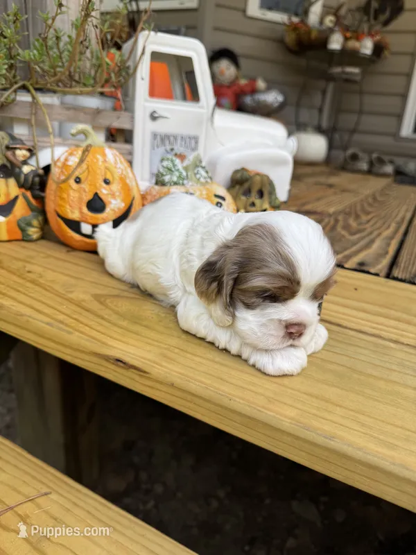 Sugar baby 2 – Cocker Spaniel puppy for sale in Glenwood, AR