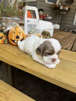 Sugar baby 2, a male Cocker Spaniel for sale in Glenwood, AR – 1 of 8