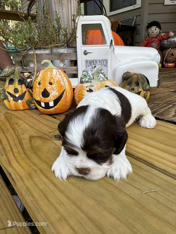 Sugar baby 4 – Cocker Spaniel puppy for sale in Glenwood, AR