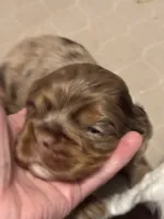 Sugar baby 5, a female Cocker Spaniel for sale in Glenwood, AR – 3 of 6