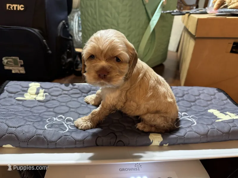 Sugar baby – Cocker Spaniel puppy for sale in Glenwood, AR