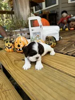 Sugar baby 4, a female Cocker Spaniel for sale in Glenwood, AR – 4 of 6