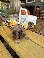 Sugar baby 5, a female Cocker Spaniel for sale in Glenwood, AR – 6 of 6