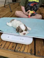 Sugar baby 2, a male Cocker Spaniel for sale in Glenwood, AR – 5 of 8