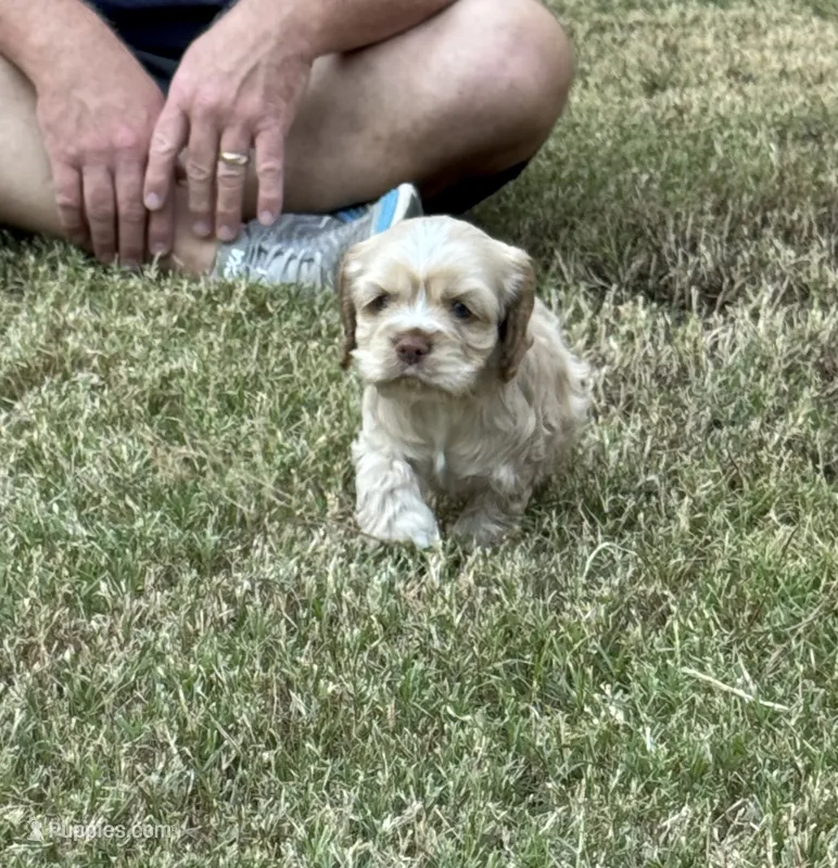 Sugar baby – Cocker Spaniel puppy for sale in Glenwood, AR