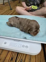 Sugar baby 5, a female Cocker Spaniel for sale in Glenwood, AR – 2 of 6
