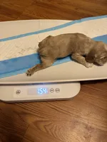 Sugar baby, a male Cocker Spaniel for sale in Glenwood, AR – 7 of 10