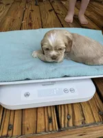 Sugar baby, a male Cocker Spaniel for sale in Glenwood, AR – 6 of 10