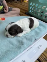 Sugar baby 4, a female Cocker Spaniel for sale in Glenwood, AR – 2 of 6