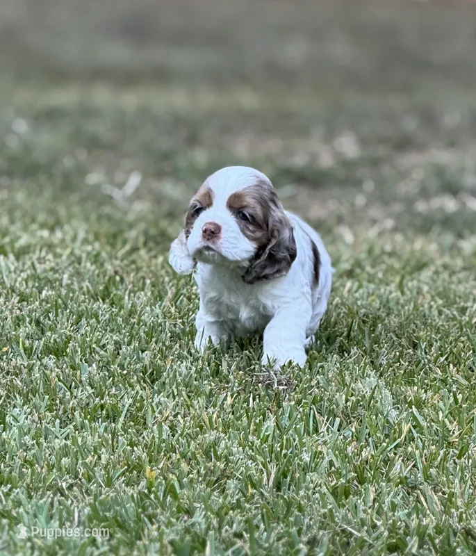 Sugar baby 2 – Cocker Spaniel puppy for sale in Glenwood, AR