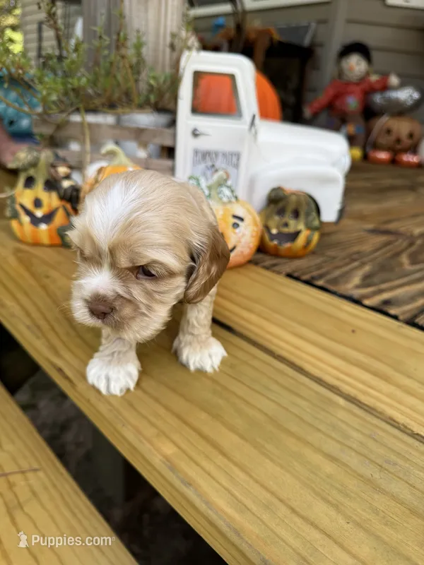 Sugar baby – Cocker Spaniel puppy for sale in Glenwood, AR