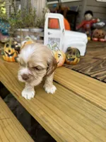 Sugar baby, a male Cocker Spaniel for sale in Glenwood, AR – 1 of 10