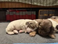 Sugar baby 5, a female Cocker Spaniel for sale in Glenwood, AR – 5 of 6