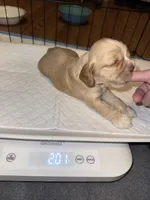 Sugar baby, a male Cocker Spaniel for sale in Glenwood, AR – 9 of 10