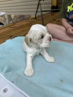 Sugar baby 3, a female Cocker Spaniel for sale in Glenwood, AR – 2 of 6