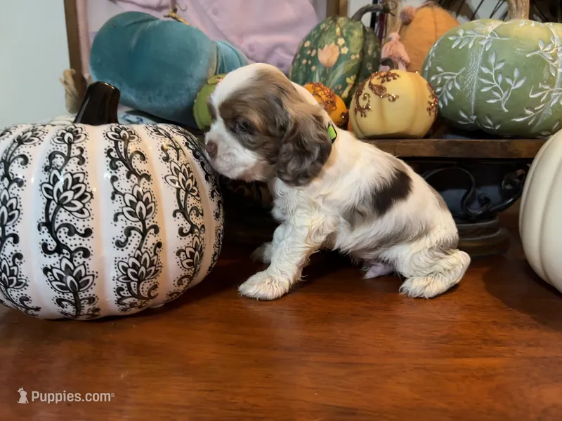 Sugar baby 2 – Cocker Spaniel puppy for sale in Glenwood, AR