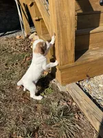 Greg, a male Brittany for sale in Asheville, NC – Photo 3 of 4