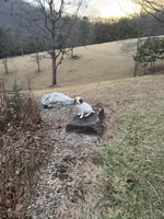 Greg, a male Brittany for sale in Asheville, NC – Photo 4 of 4