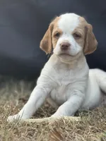 Greg, a male Brittany for sale in Asheville, NC – Photo 2 of 4