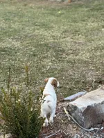 Gordo, a male Brittany for sale in Asheville, NC – Photo 2 of 4