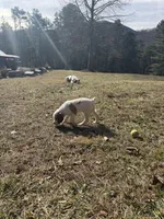 Gordo, a male Brittany for sale in Asheville, NC – Photo 4 of 4