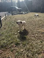 Gordo, a male Brittany for sale in Asheville, NC – Photo 3 of 4