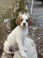 Clover, a male Brittany for sale in Asheville, NC – Photo 3 of 4