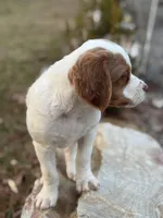 Clover, a male Brittany for sale in Asheville, NC – Photo 2 of 4