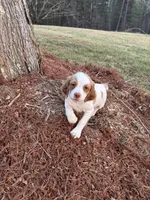 Clover, a male Brittany for sale in Asheville, NC – Photo 4 of 4