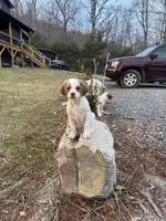 Clover, a male Brittany for sale in Asheville, NC – Photo 1 of 4