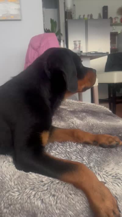 Twinkle, a female Rottweiler for sale in Highland Park, IL – 5 of 5